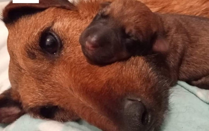 Zbiórka Leczenie zwierząt w październiku - zdjęcie główne