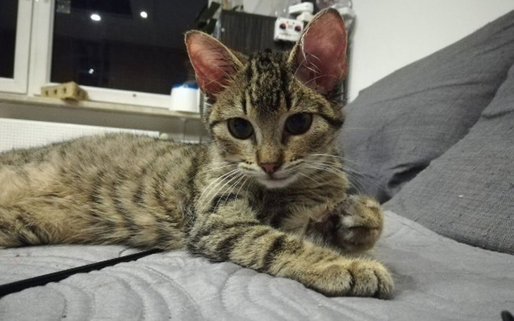 Zbiórka Maleńka Lufka zbiera na badania! - zdjęcie główne