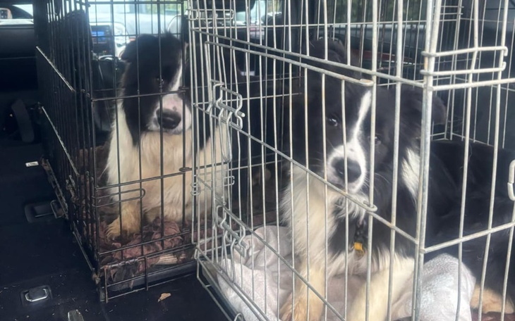 Zbiórka Nowy Start dla 13 Borderów - zdjęcie główne