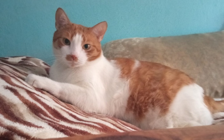 Zbiórka Na leczenie, wizyty, karmę - zdjęcie główne