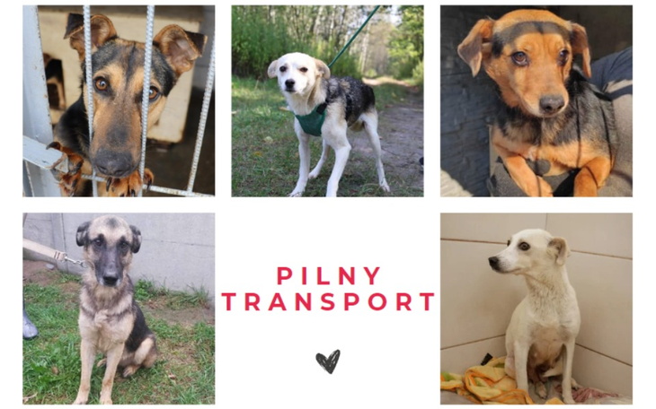 Zbiórka Pilny transport psów ze Strzelec - zdjęcie główne