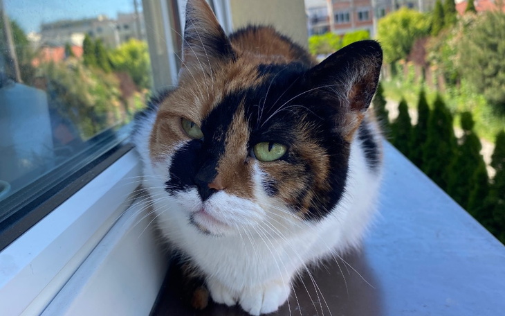 Zbiórka Leczenie dla kota - zdjęcie główne