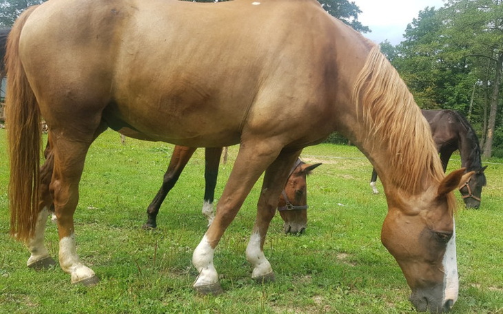 Zbiórka Leczenie Harta - zdjęcie główne