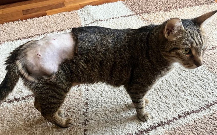 Kot po operacji, z widoczną raną na plecach.