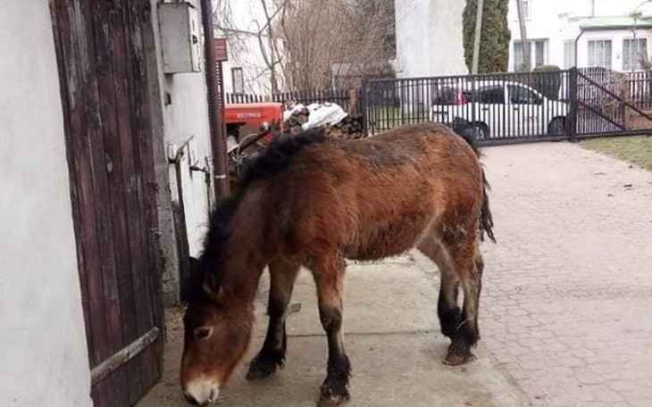 Zbiórka Ratujemy źrebaczka - zdjęcie główne