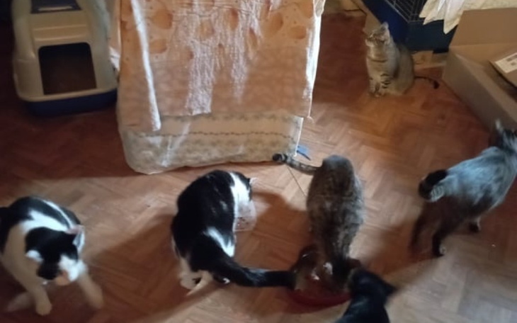 Zbiórka na leczenie MIAUCZYKOTKÓW - zdjęcie główne