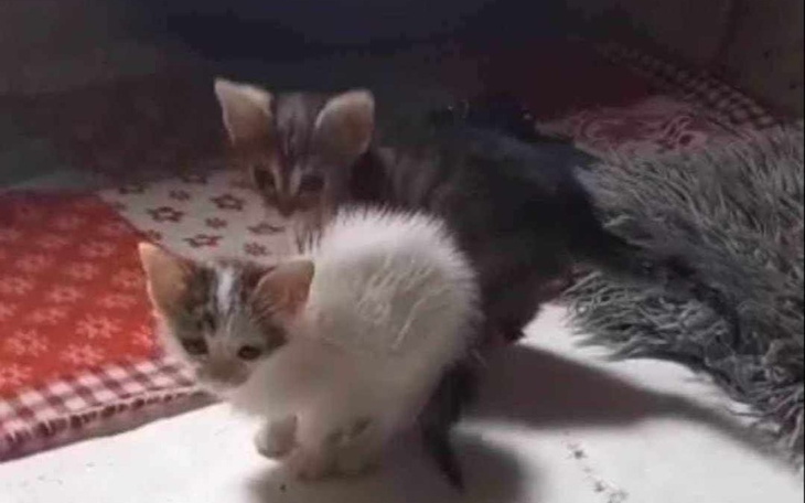 Zbiórka Zagłodzone na śmierć - zdjęcie główne