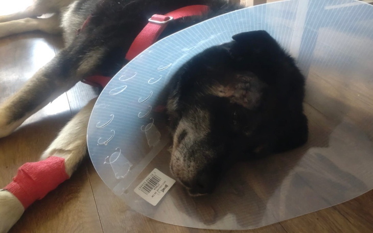 Pies w kołnierzu ochronnym leży na podłodze.