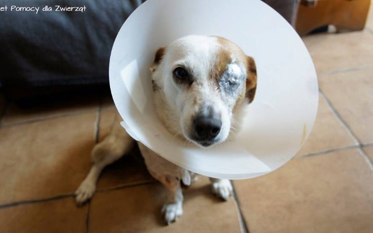 Zbiórka Maska prosi o grosz... - zdjęcie główne