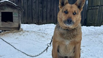 Zbiórka Reksio- podarujmy mu nowe życie - miniaturka zdjęcia