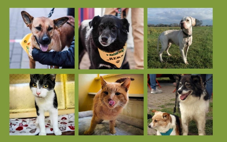 Zbiórka Dla kołobrzeskiego schroniska - zdjęcie główne