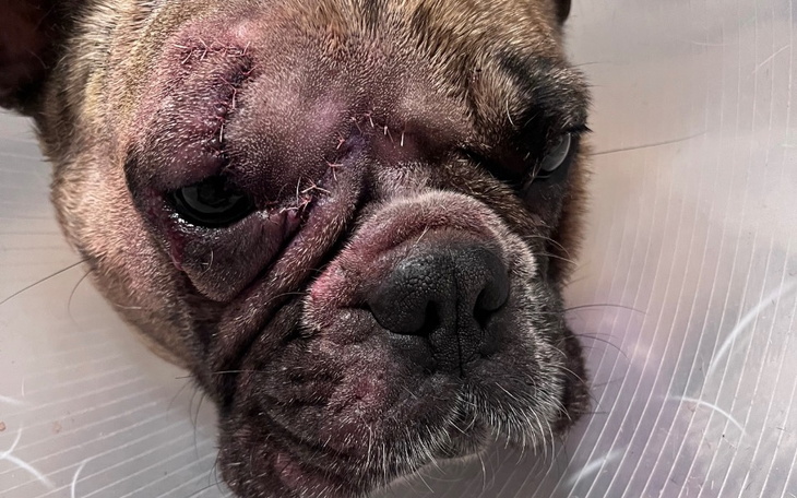 Pies z ranami na twarzy, noszący kołnierz ochronny.