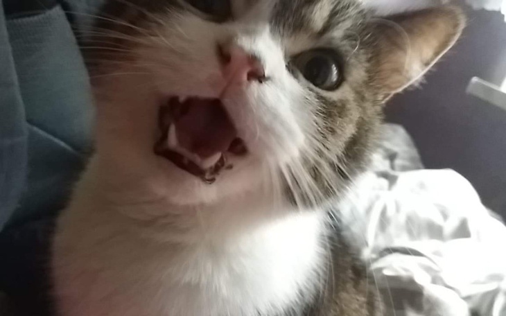 Zbiórka Psitul mnie schronisko - zdjęcie główne