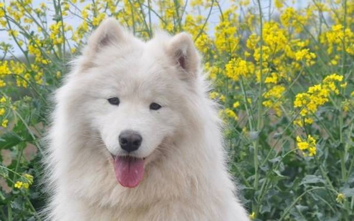 Zbiórka Piesek chmurka - zdjęcie główne