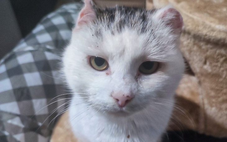 Zbiórka Nowotwór płaskonabłonkowy Kazika - zdjęcie główne