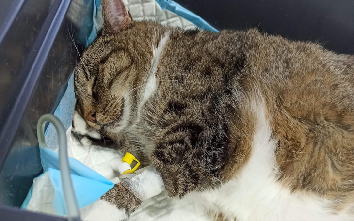 Zbiórka Panleukopenia chce zabrać Lori - zdjęcie główne