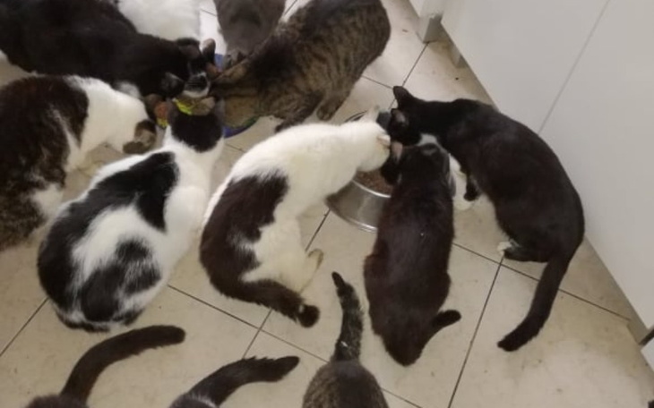 Zbiórka Kocie hospicjum - zdjęcie główne