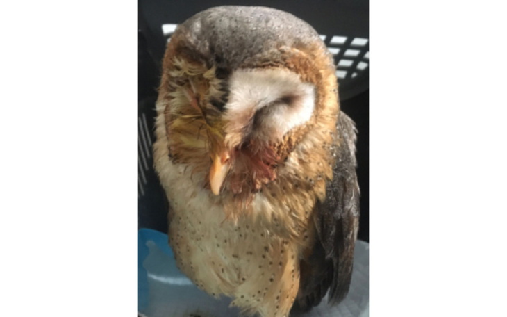 Zbiórka Ratunku Sowa w tarapatach - zdjęcie główne