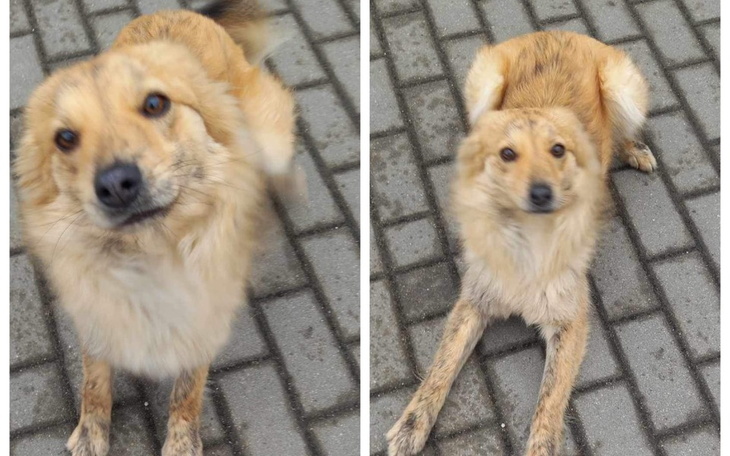 Zbiórka Lisek- bezdomniak z Gminy Gąbin. - zdjęcie główne