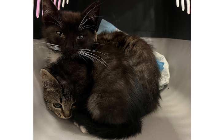 Zbiórka Małe serduszka w potrzebie - zdjęcie główne