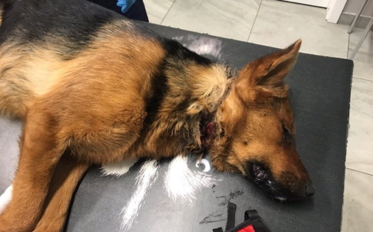 Zbiórka Na ogarnięcie Salsy i spółki - zdjęcie główne