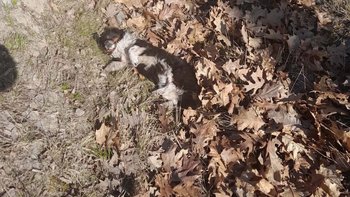 Zbiórka Misio z rowu - miniaturka zdjęcia