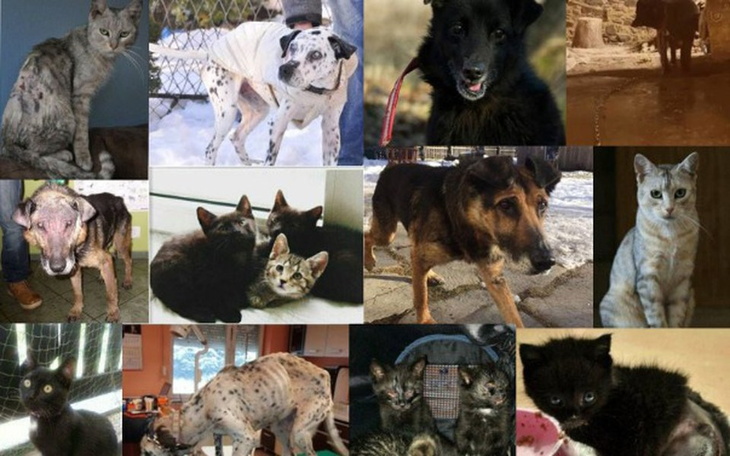 Zbiórka Jeleniogórski Wolontariat - zdjęcie główne