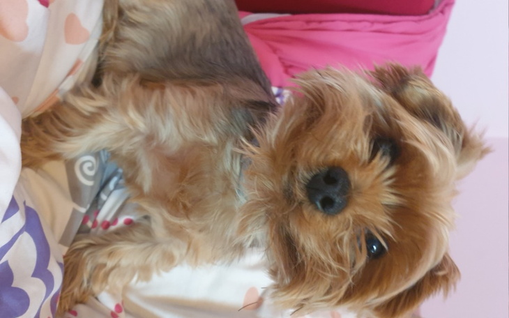 Zbiórka JOGURCIK Nowe życie - zdjęcie główne