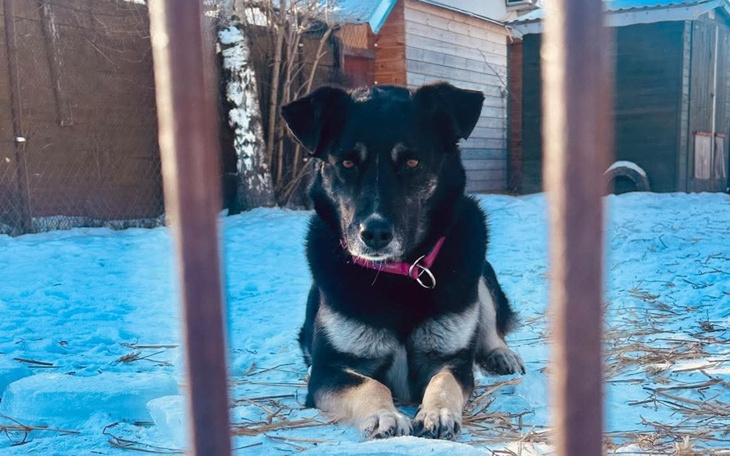 Pies leżący na śniegu, z widokiem na drewniany domek.