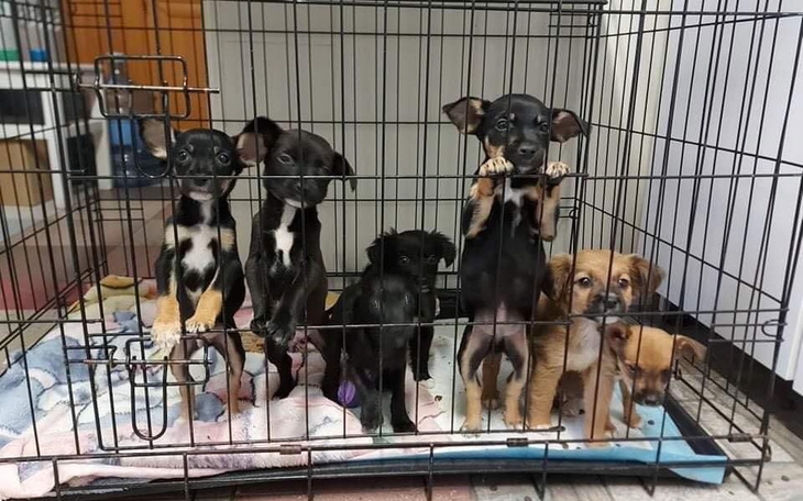 Zbiórka Pomoc schronisku z Żyrardowa - zdjęcie główne