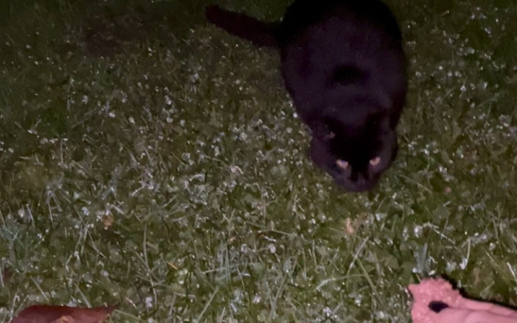 Czarny kot na trawie, w nocy, w poszukiwaniu jedzenia.