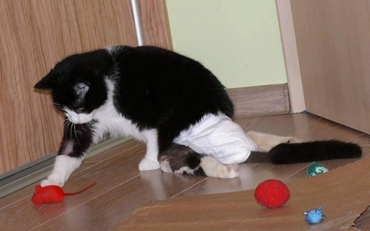 Zbiórka Aster dalsza PILNA rehabilitacja - zdjęcie główne