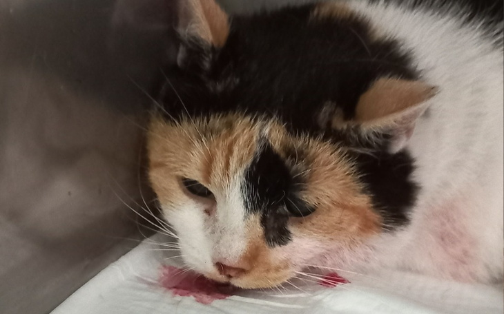 Kotka z raną na głowie, leżąca na białym materiale.