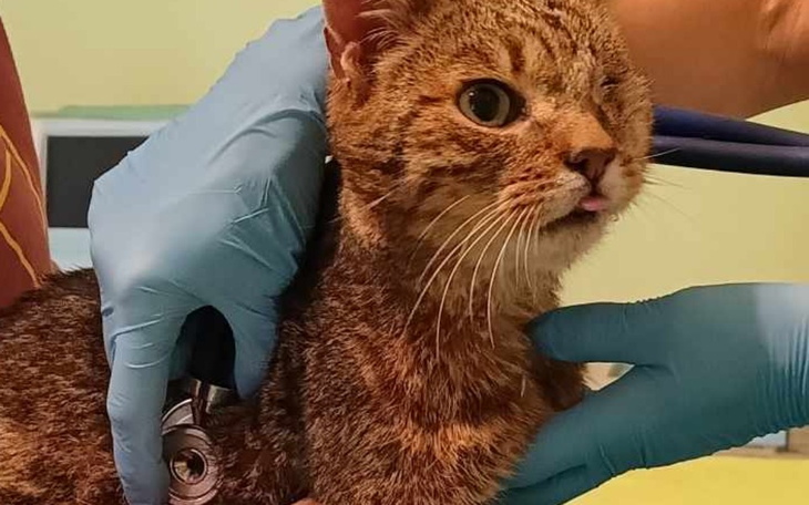 Zbiórka Wyleczmy razem Miodzia - zdjęcie główne