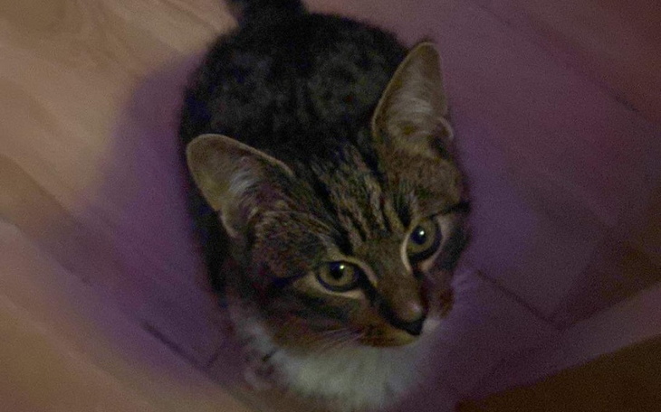 Zbiórka Odpowiednia opieka dla kota - zdjęcie główne