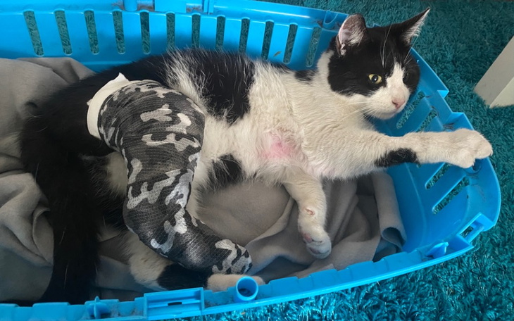 Zbiórka Leczenie kitka - zdjęcie główne