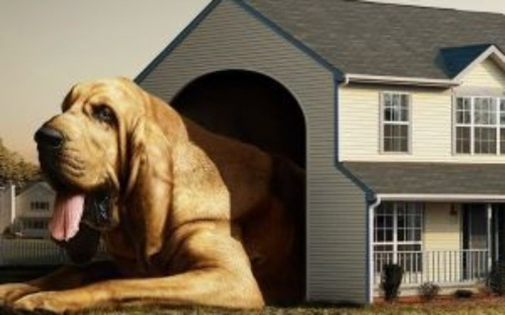 Zbiórka na domek : - zdjęcie główne