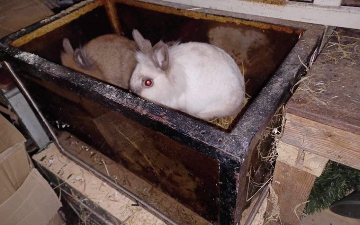 Zbiórka Interwencyjne króliki i świnki - zdjęcie główne