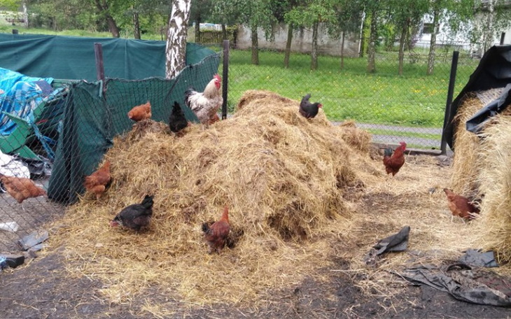 Zbiórka kurnik przed zima - zdjęcie główne