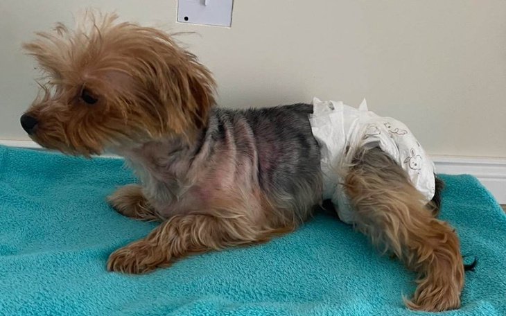 Zbiórka Operacja albo eutanazja - zdjęcie główne