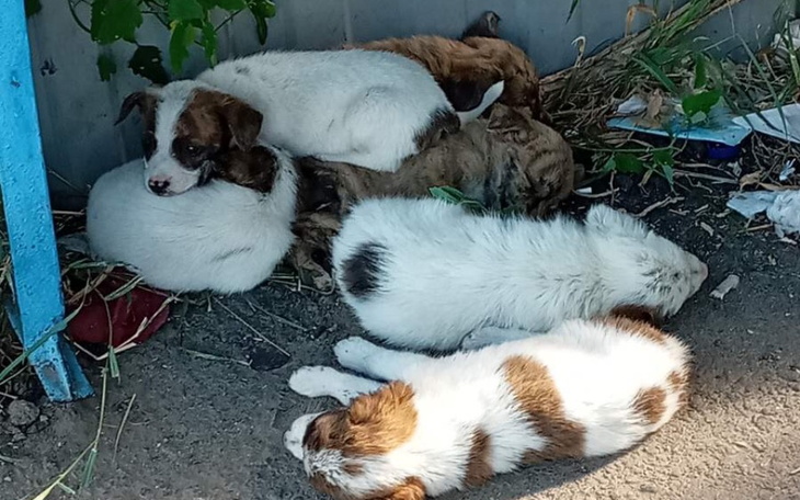 Zbiórka Pomóc dla zwierząt na Ukrainie - zdjęcie główne