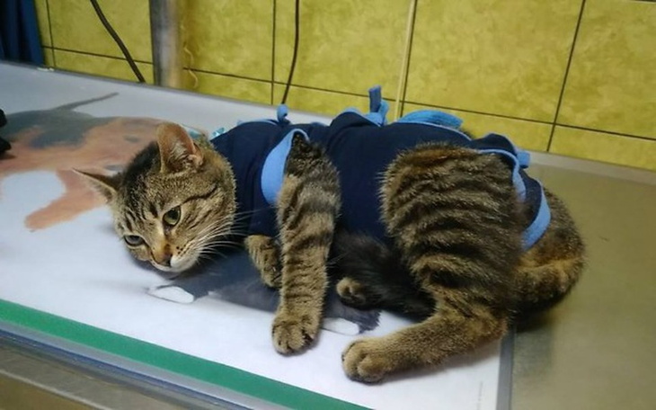 Zbiórka pomóż nam ratować koty - zdjęcie główne