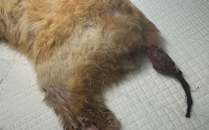 Zraniona łapa psa, wymagająca pilnej interwencji weterynaryjnej.