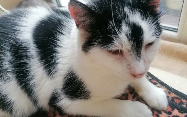 Kot w czarno-białe plamy odpoczywający na poduszce.