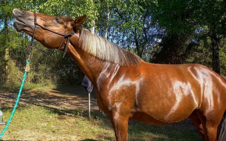 Zbiórka Esma-Leczenie wrzodów żołądka - zdjęcie główne