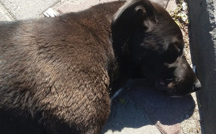 Zbiórka Potrącona labradorka woła o pomo - zdjęcie główne