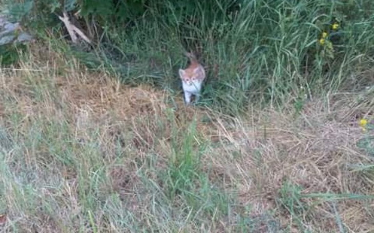 Zbiórka Kocięta z pola proszą o pomoc - zdjęcie główne