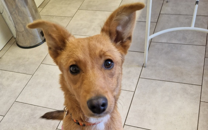 Zbiórka Na weterynarza dla Kody - zdjęcie główne