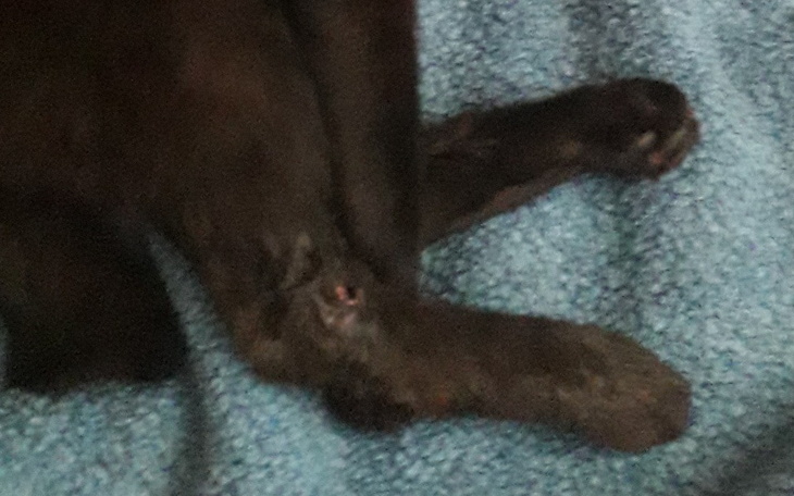 Zbiórka Pomoc na leczenie kotka - zdjęcie główne