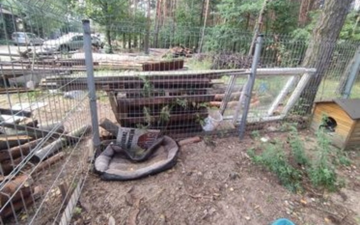 Zbiórka Na poprawę losu starszych suczek - zdjęcie główne